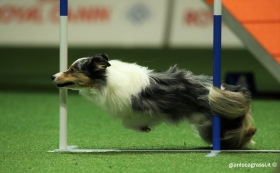 AWC 2015 - Mondiale agility 2015 Bologna - Gianluca Grassi